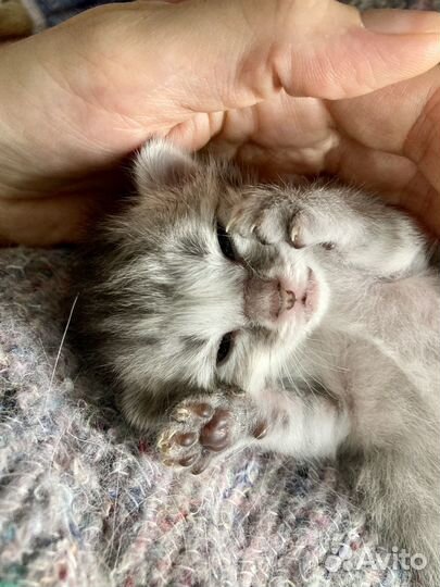 Искусственное выкармлевание котят