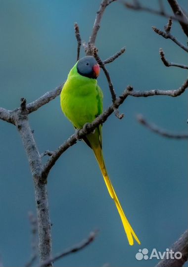 Гималайский попугай