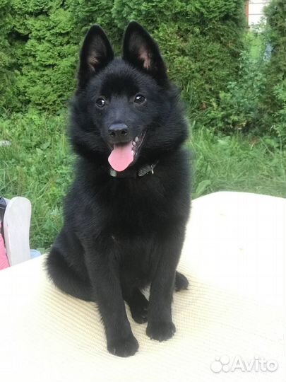 Щенки шипперке