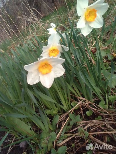 Нарциссы луковицы и малина