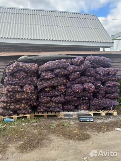 В городе, картошка гала рэд скарлет