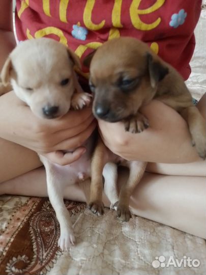 Мини той-терьер щенки