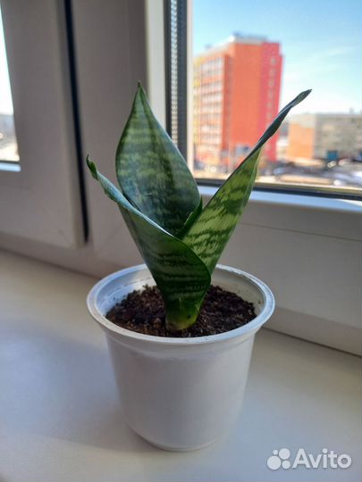 Сансевиерия