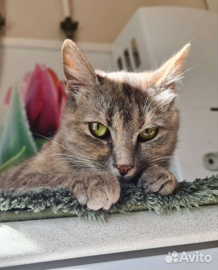 Кошка Мышка в дар Надёжным людям. Стерилизована