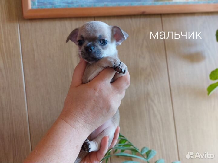 Щенки чихуахуа
