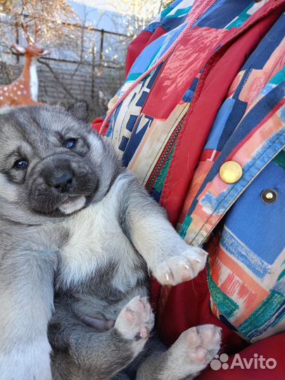 Щенки сибирской хаски