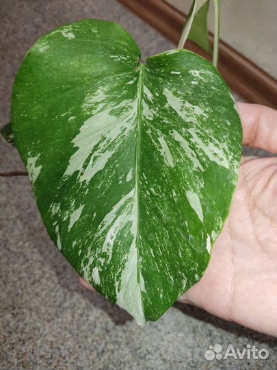 Монстера вариегатная Альба