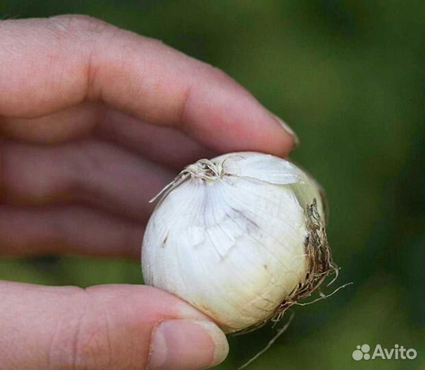 Цветы садовые