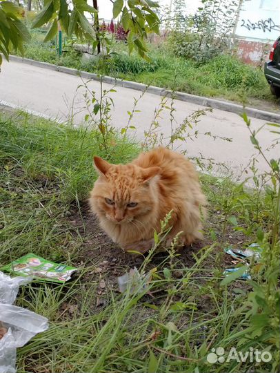 Отдам кота в добрые руки