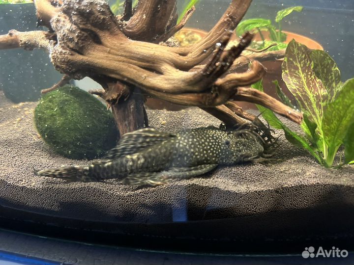 Сом анциструс