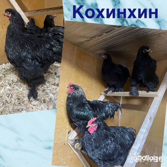 Цыплята и ия породных кур