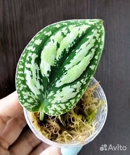 Сциндапсусы сортовые