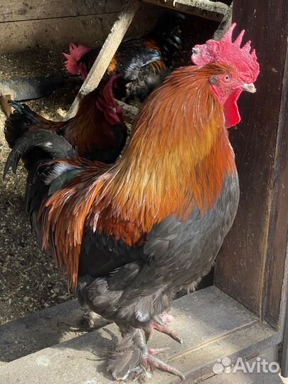 Петух маран