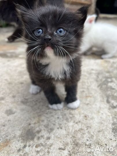 Котята мальчики 1 месяц