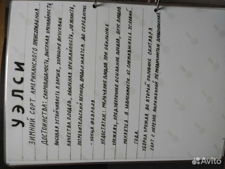 Продаю саженцы