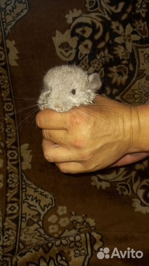 Шиншилла