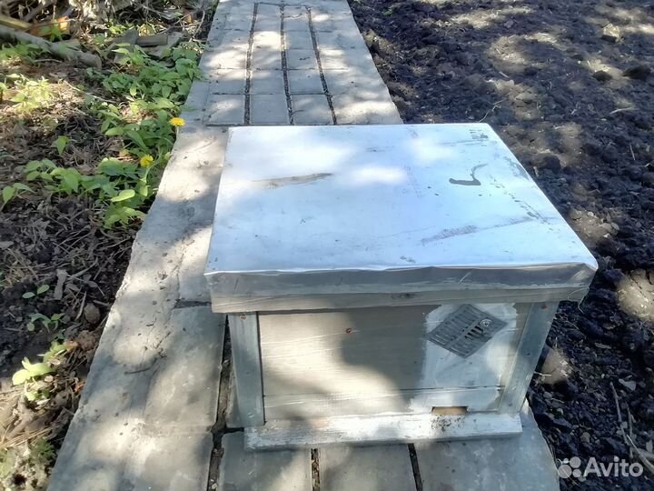 Продам нуклеусы