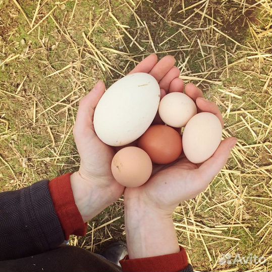 Яйца куриные