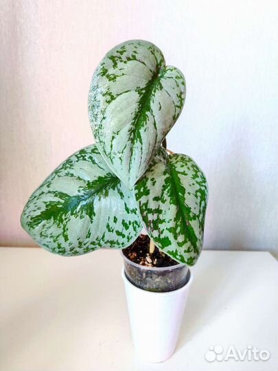 Сциндапсус пиктус Треби (экзотика),комнатные цветы
