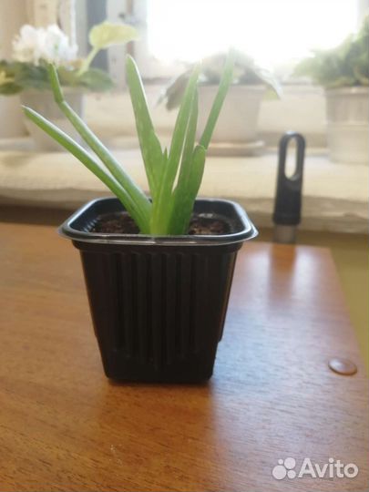 Алоэ вера. Алое. Растение для дома