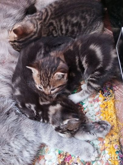 Британские котята