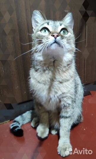 Кошка в добрые руки