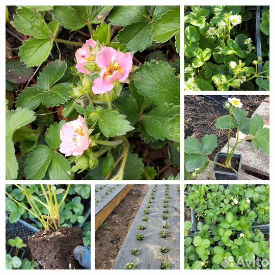 Саженцы клубники