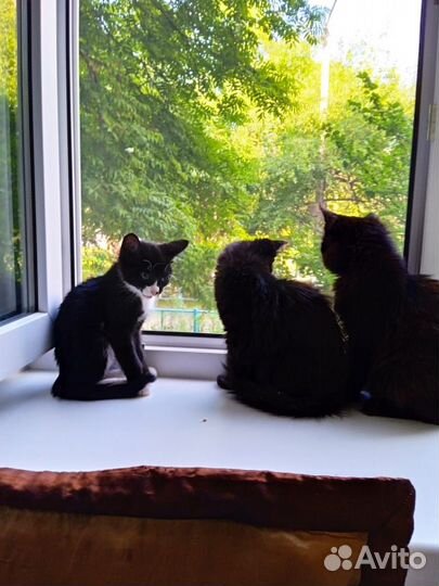 Отдам котят мальчиков