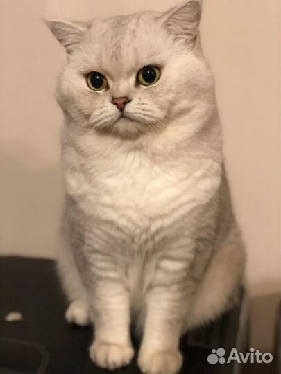 Вязка кот британец