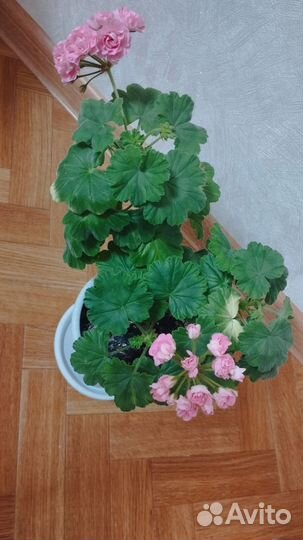 Пеларгония герань