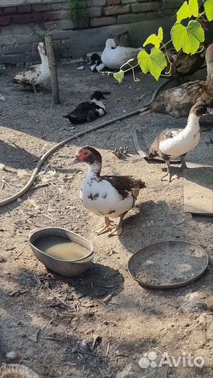 Мускусные утки индоутки