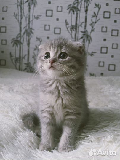 Шотландская вислоухая