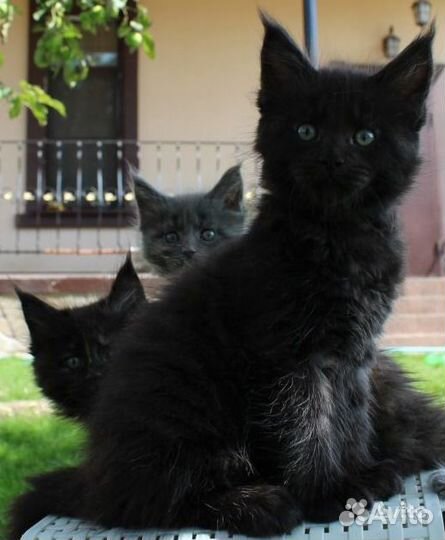 Котята классики и полидакты 2кота мейнкун на вязку