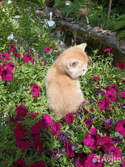 Золотая шиншилла девочки