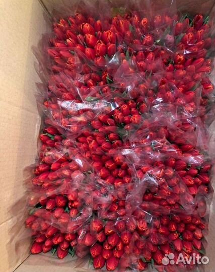 Тюльпаны к 8 марта