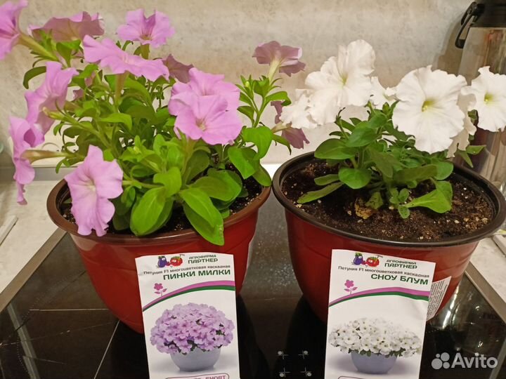 Петуния каскадная