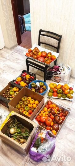 Семена коллекционных сортов томатов