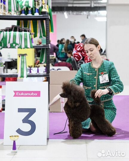 Услуги хендлера