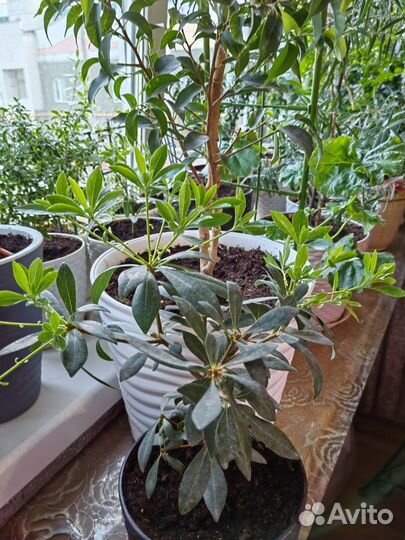 Африканская гардения, паветта ланцетная и др