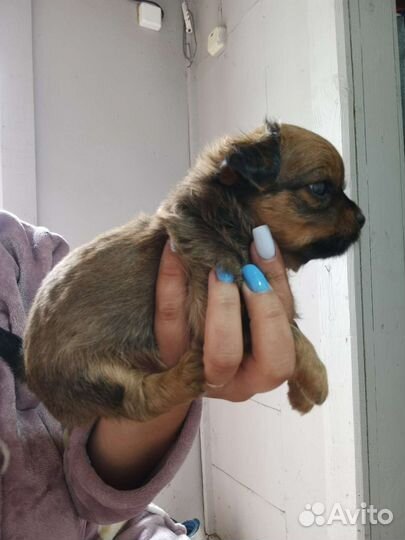 Щенки чихуахуа