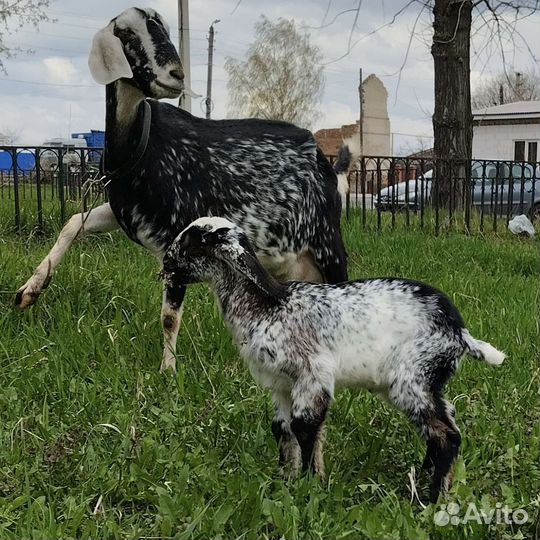 Англо нубийские козы