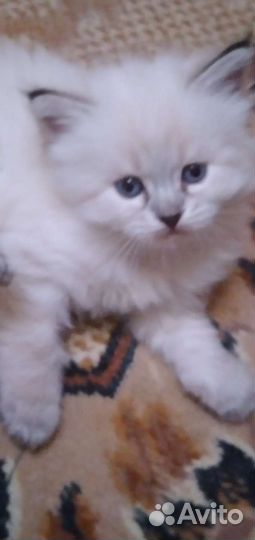 Невские маскарадные котята