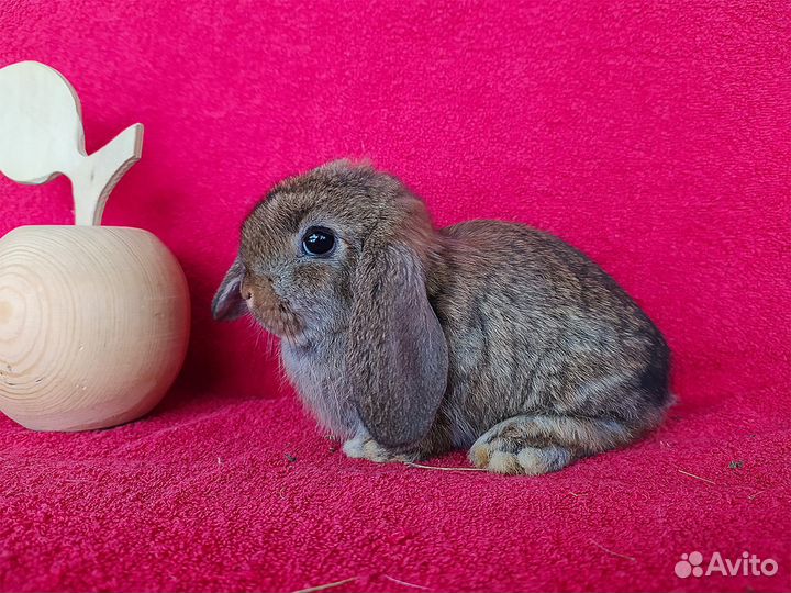 Домашние декоративные кролики