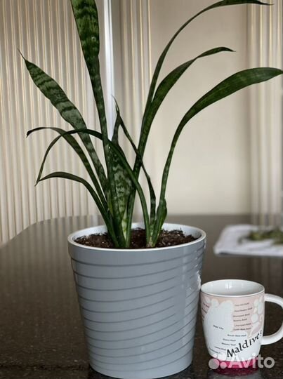 Комнатные растения