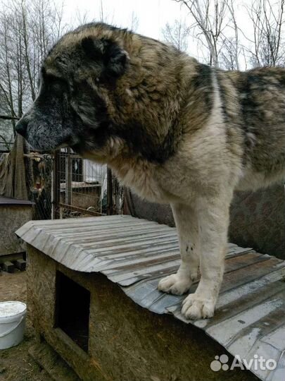 Алабай в добрые руки