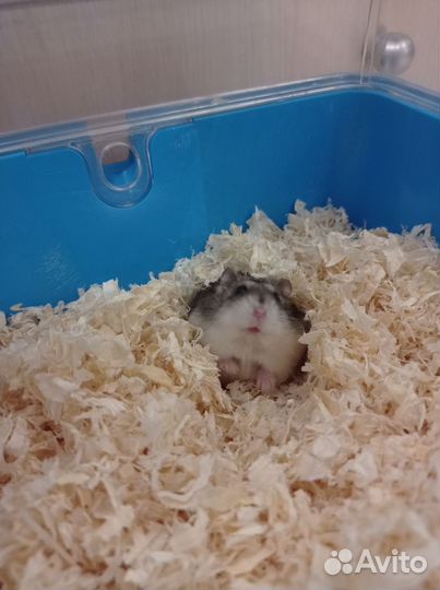 Джунгарский хомяк с клеткой