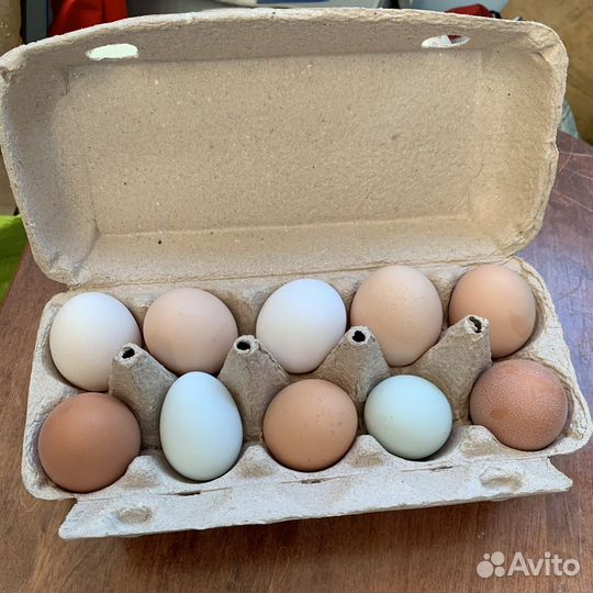 Яйца домашние куриные
