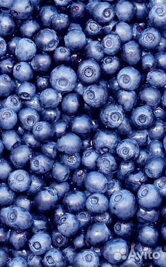 Черника свежая