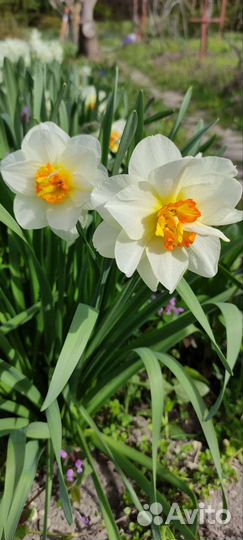 Луковицы нарциссов
