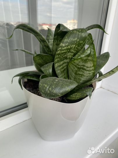 Комнатные цветы